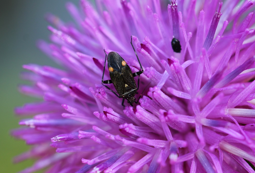 Miridae: Closterotomus cinctipes